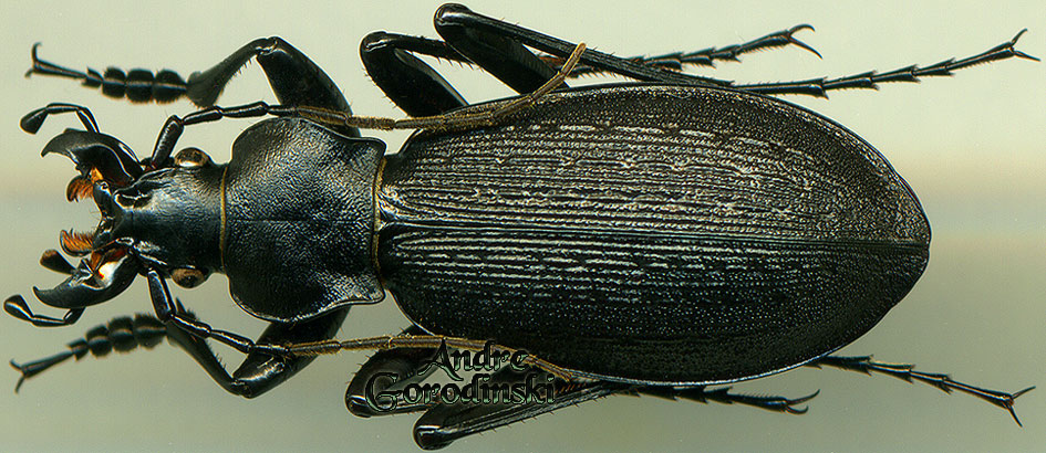 http://www.gorodinski.ru/carabus/Imaibius boysi.jpg